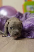 Halo, a female American Staffordshire Terrier for sale in Victoria, MN – 2 of 3