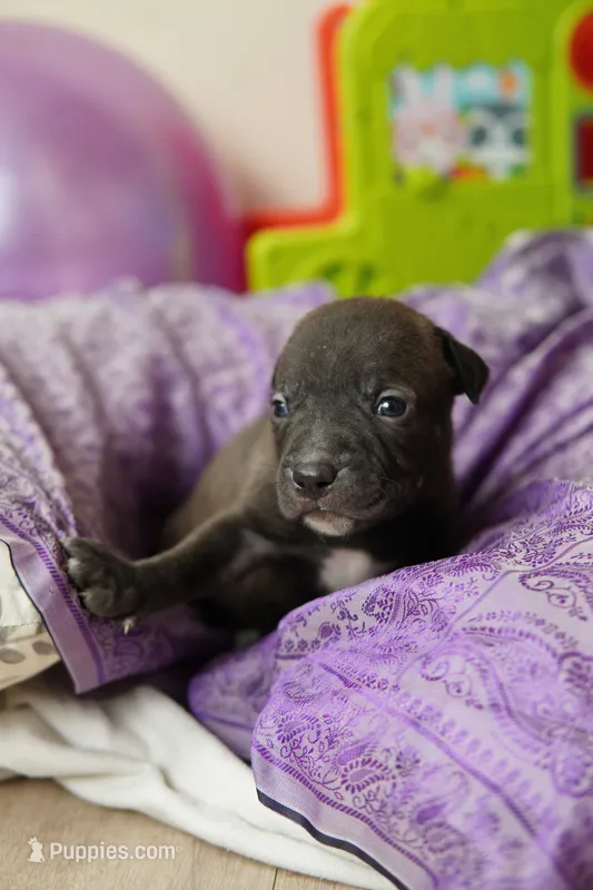 Halo – American Staffordshire Terrier puppy for sale in Victoria, MN