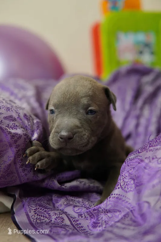 Halo – American Staffordshire Terrier puppy for sale in Victoria, MN