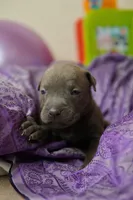 Halo, a female American Staffordshire Terrier for sale in Victoria, MN – 1 of 2