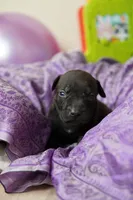 Halo, a female American Staffordshire Terrier for sale in Victoria, MN – 2 of 2