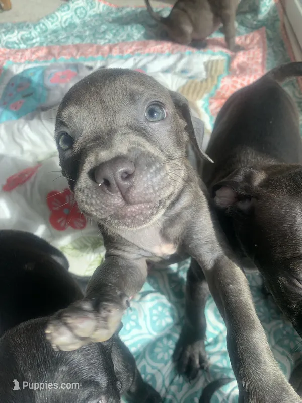 Halo – American Staffordshire Terrier puppy for sale in Victoria, MN