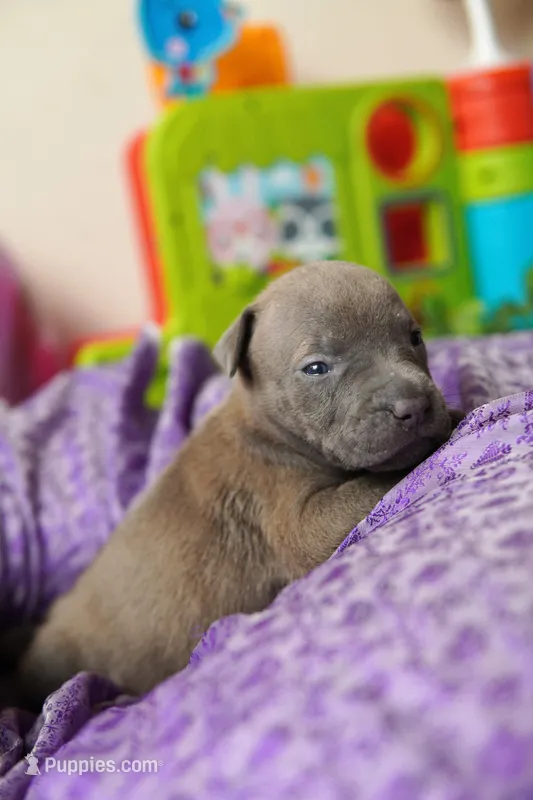 Halo – American Staffordshire Terrier puppy for sale in Victoria, MN