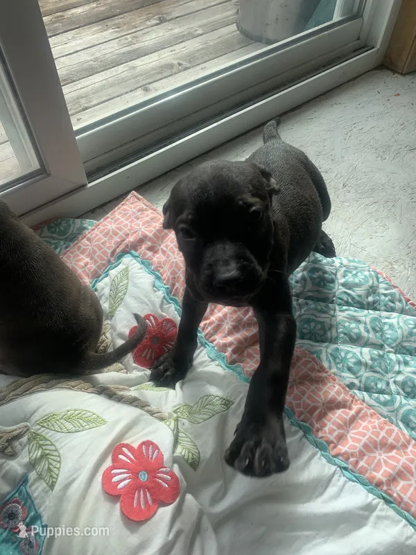 Halo – American Staffordshire Terrier puppy for sale in Victoria, MN