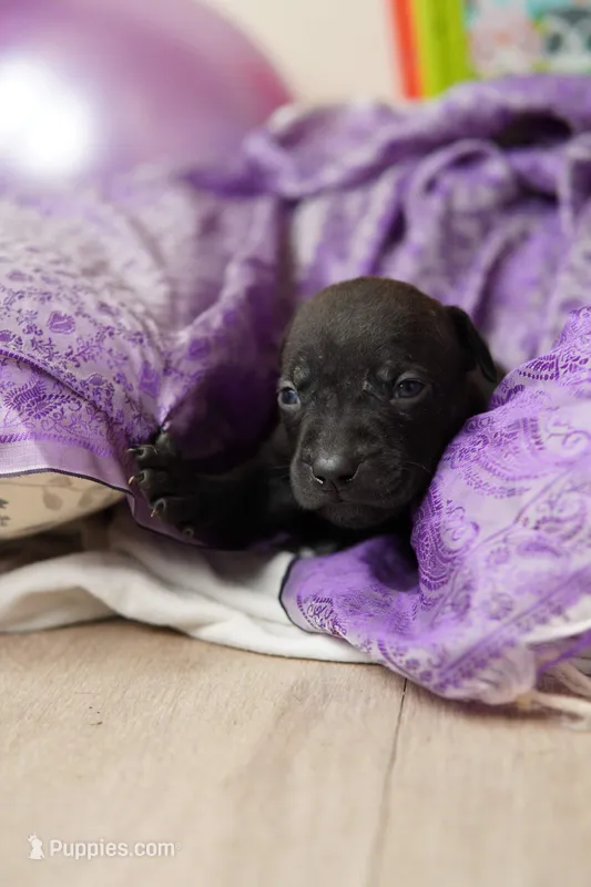 Halo – American Staffordshire Terrier puppy for sale in Victoria, MN