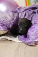 Halo, a female American Staffordshire Terrier for sale in Victoria, MN – 1 of 2