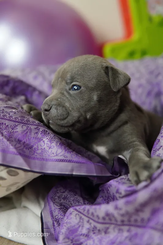 Halo – American Staffordshire Terrier puppy for sale in Victoria, MN