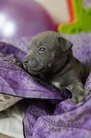 Halo, a female American Staffordshire Terrier for sale in Victoria, MN – 1 of 3