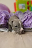 Halo, a female American Staffordshire Terrier for sale in Victoria, MN – 2 of 2