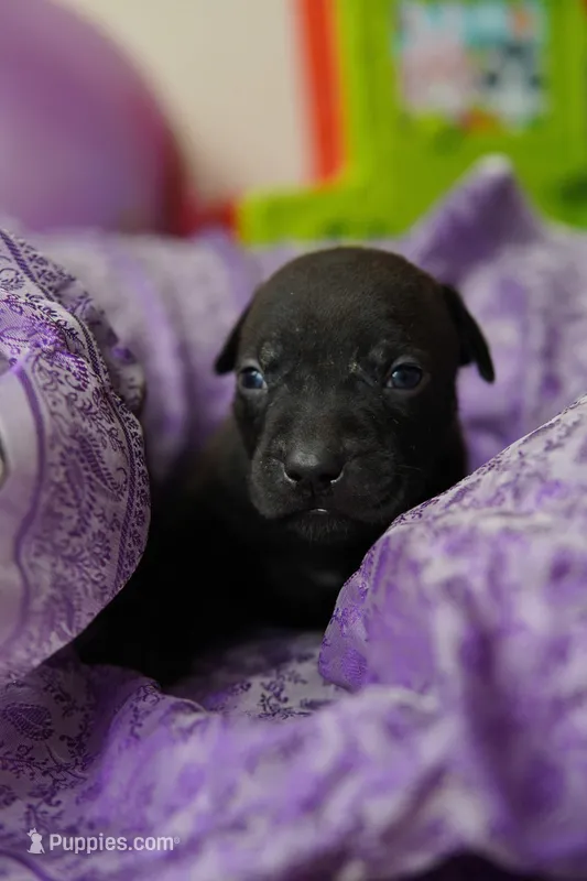 Halo – American Staffordshire Terrier puppy for sale in Victoria, MN