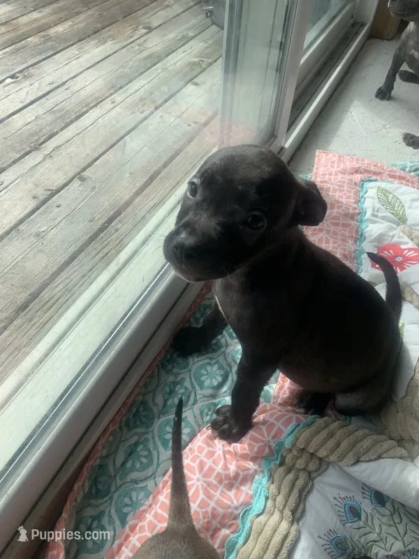 Halo – American Staffordshire Terrier puppy for sale in Victoria, MN