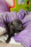 Halo, a male American Staffordshire Terrier for sale in Victoria, MN – 2 of 2