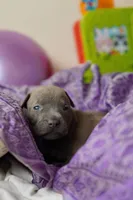Halo, a female American Staffordshire Terrier for sale in Victoria, MN – 3 of 3