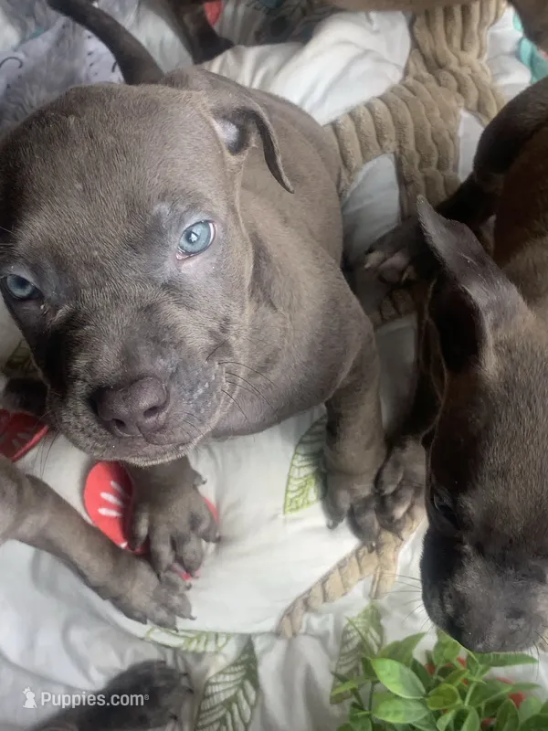 Halo – American Staffordshire Terrier puppy for sale in Victoria, MN