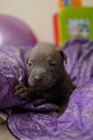 Halo, a female American Staffordshire Terrier for sale in Victoria, MN – 3 of 3