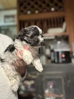 Sophie’s boy , a male Yorkipoo for sale in Lacona, NY – 1 of 3