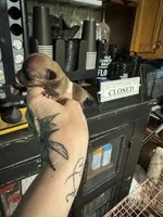 Trues boy 2, a male Chihuahua for sale in Lacona, NY – 3 of 3