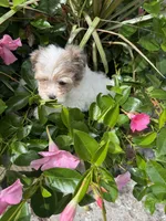 Maples girl# 3, a female Yorkipoo for sale in Lacona, NY – 4 of 4