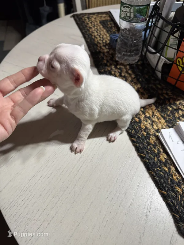 White girl – Chihuahua puppy for sale in Lacona, NY