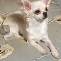 Lizza’s boy, a male Chihuahua for sale in Lacona, NY – Photo 5 of 6