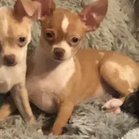 Lizza’s boy, a male Chihuahua for sale in Lacona, NY – Photo 6 of 6