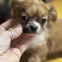 Lizza’s boy, a male Chihuahua for sale in Lacona, NY – Photo 3 of 6