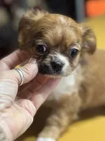 Lizza’s boy, a male Chihuahua for sale in Lacona, NY – Photo 3 of 6