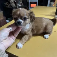 Lizza’s boy, a male Chihuahua for sale in Lacona, NY – Photo 4 of 6