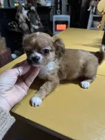 Lizza’s boy, a male Chihuahua for sale in Lacona, NY – Photo 4 of 6