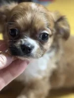 Lizza’s boy, a male Chihuahua for sale in Lacona, NY – Photo 1 of 6