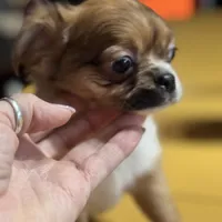 Lizza’s boy, a male Chihuahua for sale in Lacona, NY – Photo 2 of 6