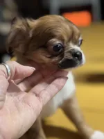 Lizza’s boy, a male Chihuahua for sale in Lacona, NY – Photo 2 of 6