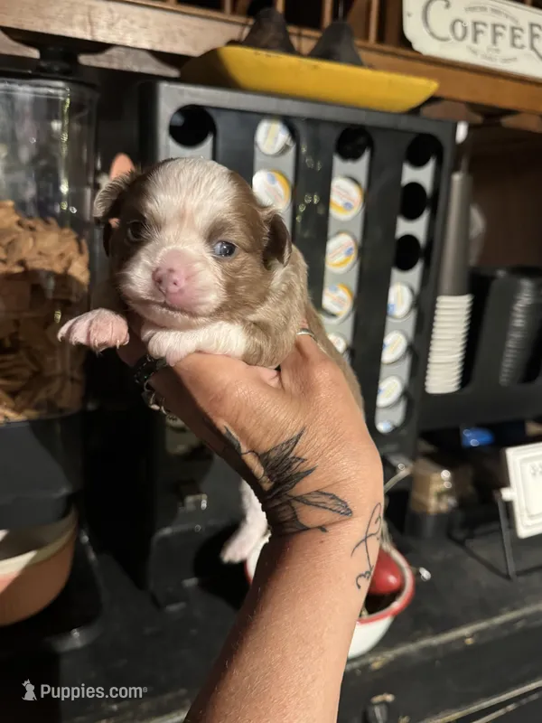 Rheas boy 1 – Chihuahua puppy for sale in Lacona, NY