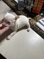 White girl, a female Chihuahua for sale in Lacona, NY – 4 of 4