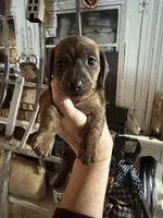 Dark brindle, a male Miniature Dachshund for sale in Lacona, NY – Photo 2 of 3