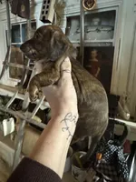 Dark brindle, a male Miniature Dachshund for sale in Lacona, NY – Photo 1 of 3