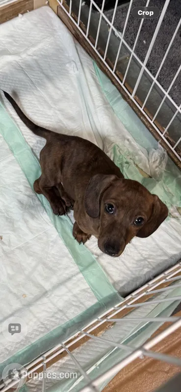 Dark brindle – Miniature Dachshund puppy for sale in Lacona, NY