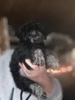 Sophie’s girl, a female Poodle - Toy  for sale in Lacona, NY – Photo 2 of 4