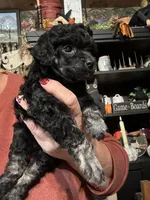 Sophie’s girl, a female Poodle - Toy  for sale in Lacona, NY – Photo 3 of 4