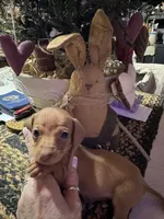 Checkers girl, a female Miniature Dachshund for sale in Lacona, NY – Photo 2 of 3