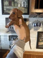 Checkers girl, a female Miniature Dachshund for sale in Lacona, NY – Photo 3 of 3