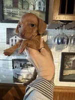 Checkers girl, a female Miniature Dachshund for sale in Lacona, NY – Photo 1 of 3