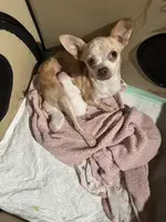 Lizzie’s pup, a male Chihuahua for sale in Lacona, NY – Photo 2 of 3