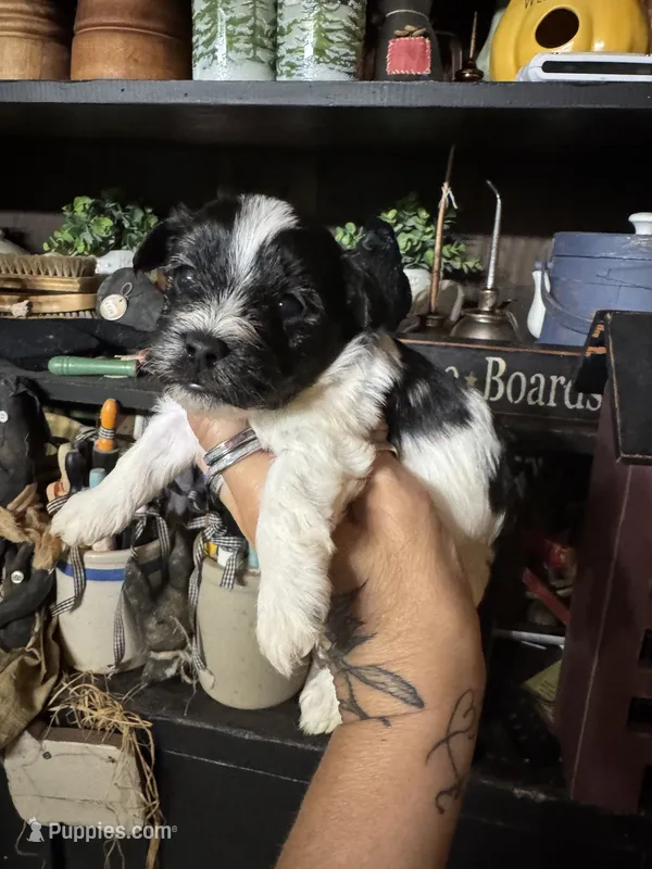 Sophie’s boy 2 – Yorkipoo puppy for sale in Lacona, NY