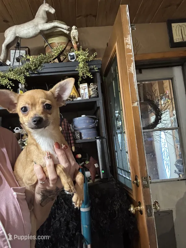 Frankie – Chihuahua puppy for sale in Lacona, NY