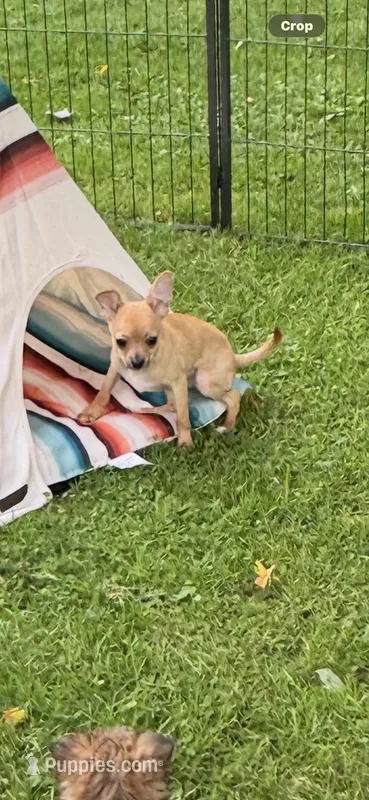 Frankie – Chihuahua puppy for sale in Lacona, NY