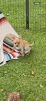 Frankie, a male Chihuahua for sale in Lacona, NY – 2 of 4