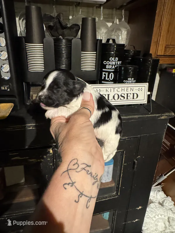 Sophie’s boy 2 – Yorkipoo puppy for sale in Lacona, NY