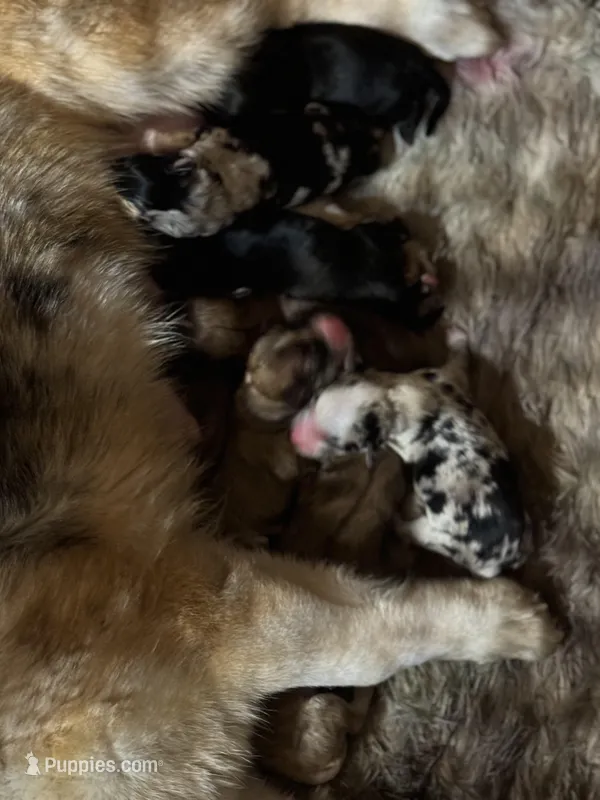 Corgi poos M/F, a female Pembroke Welsh Corgi and Poodle - Toy  for sale in Lacona, NY – Photo 1 of 3