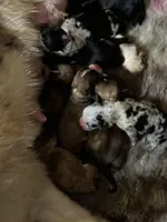 Corgi poos M/F, a female Pembroke Welsh Corgi and Poodle - Toy  for sale in Lacona, NY – Photo 2 of 3